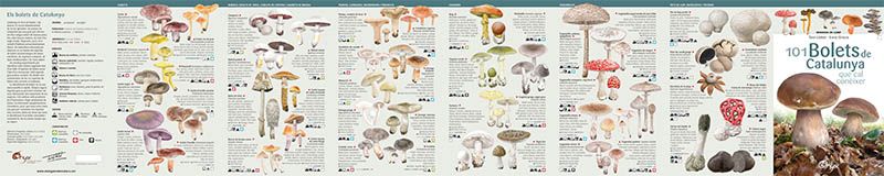 lluc_julia_bolets_de_catalunya_oryx_1