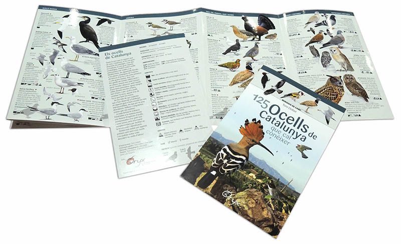 lluc_julia_125_ocells_catalunya_oryx